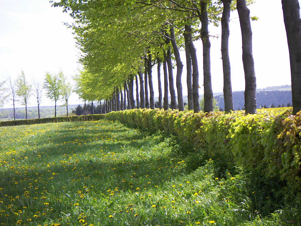 Rotbuchenhecke in der Eifel