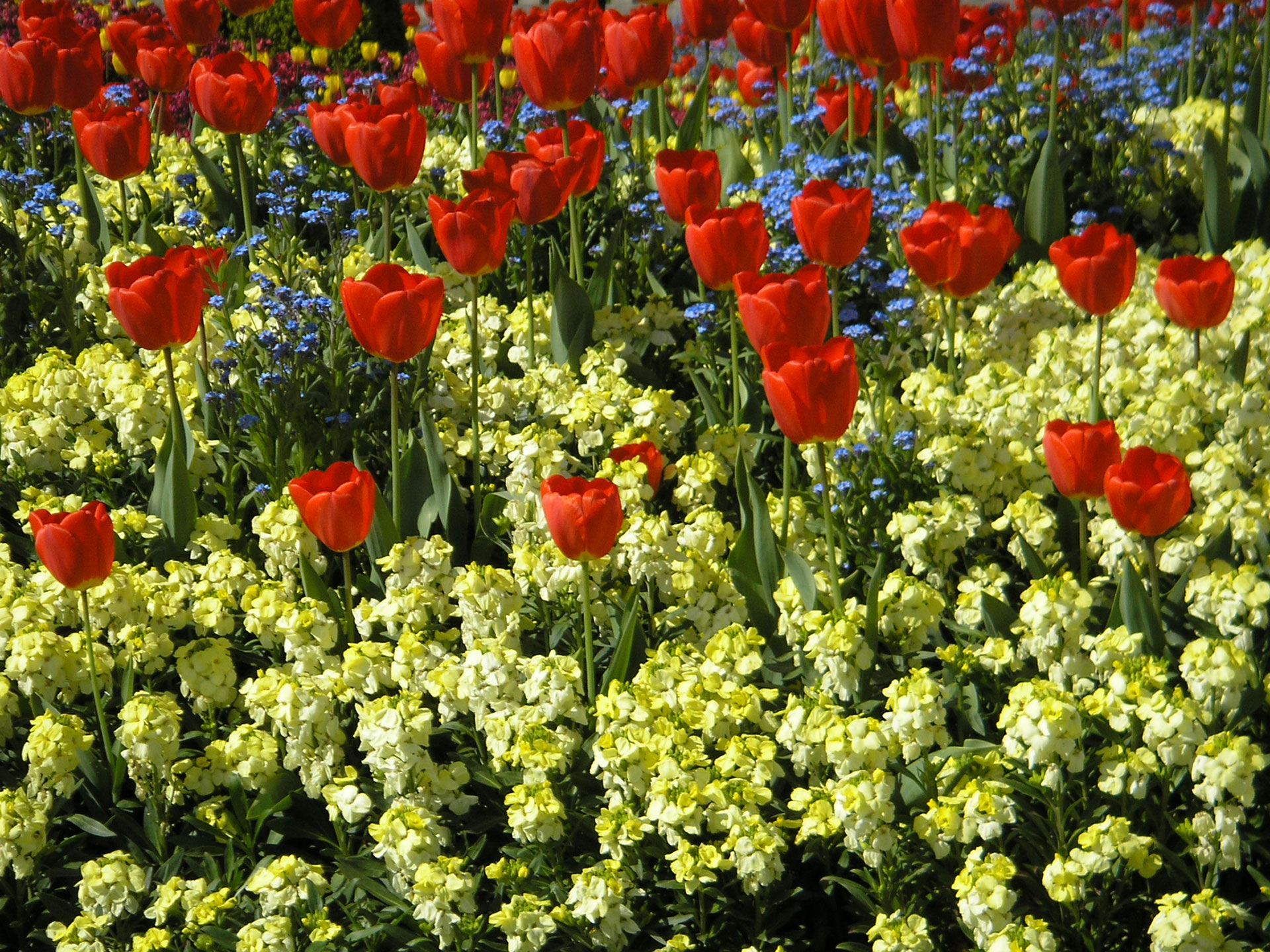 The Mall London April 2006 043 flowerbed 1920