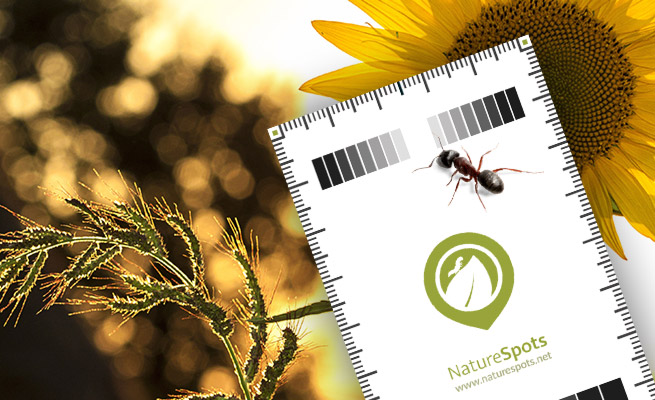 NatureSpots Card Download