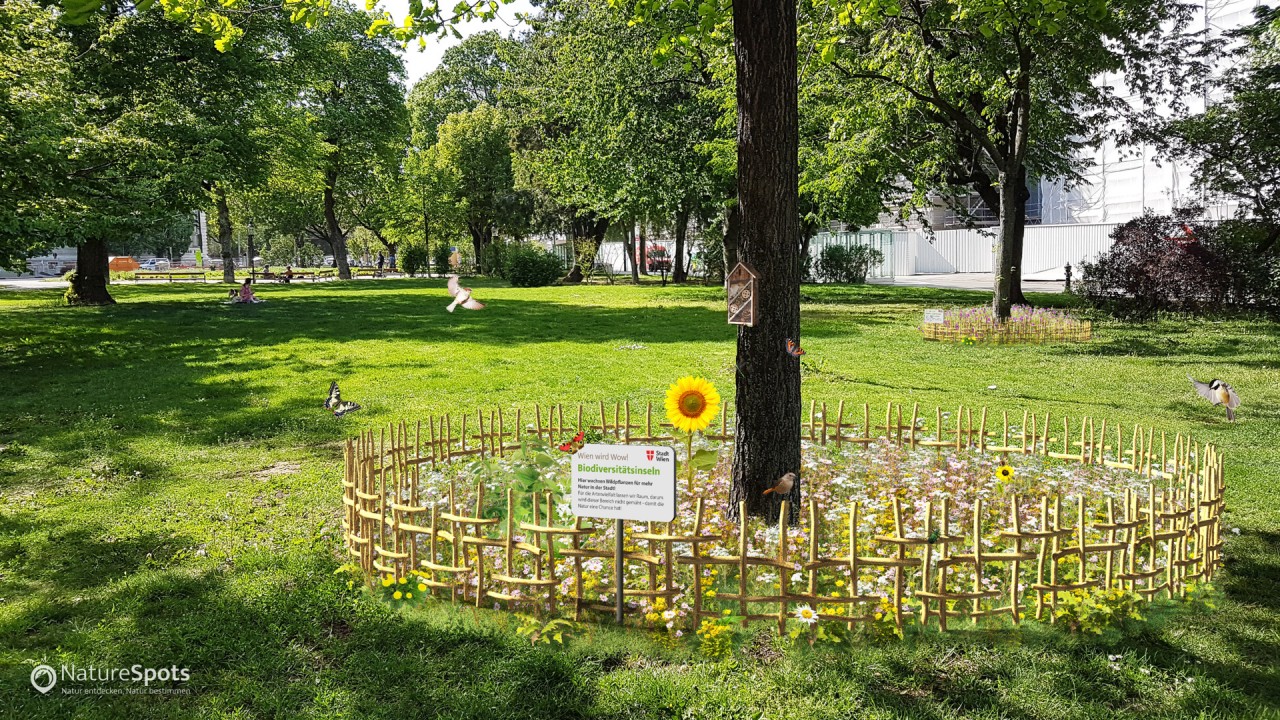 Biodiversitätsinseln in der Stadt - Baumscheiben als Natur Netzwerk