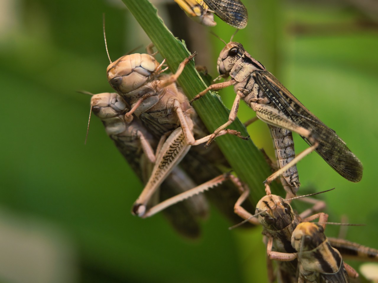 Locusts Swarms