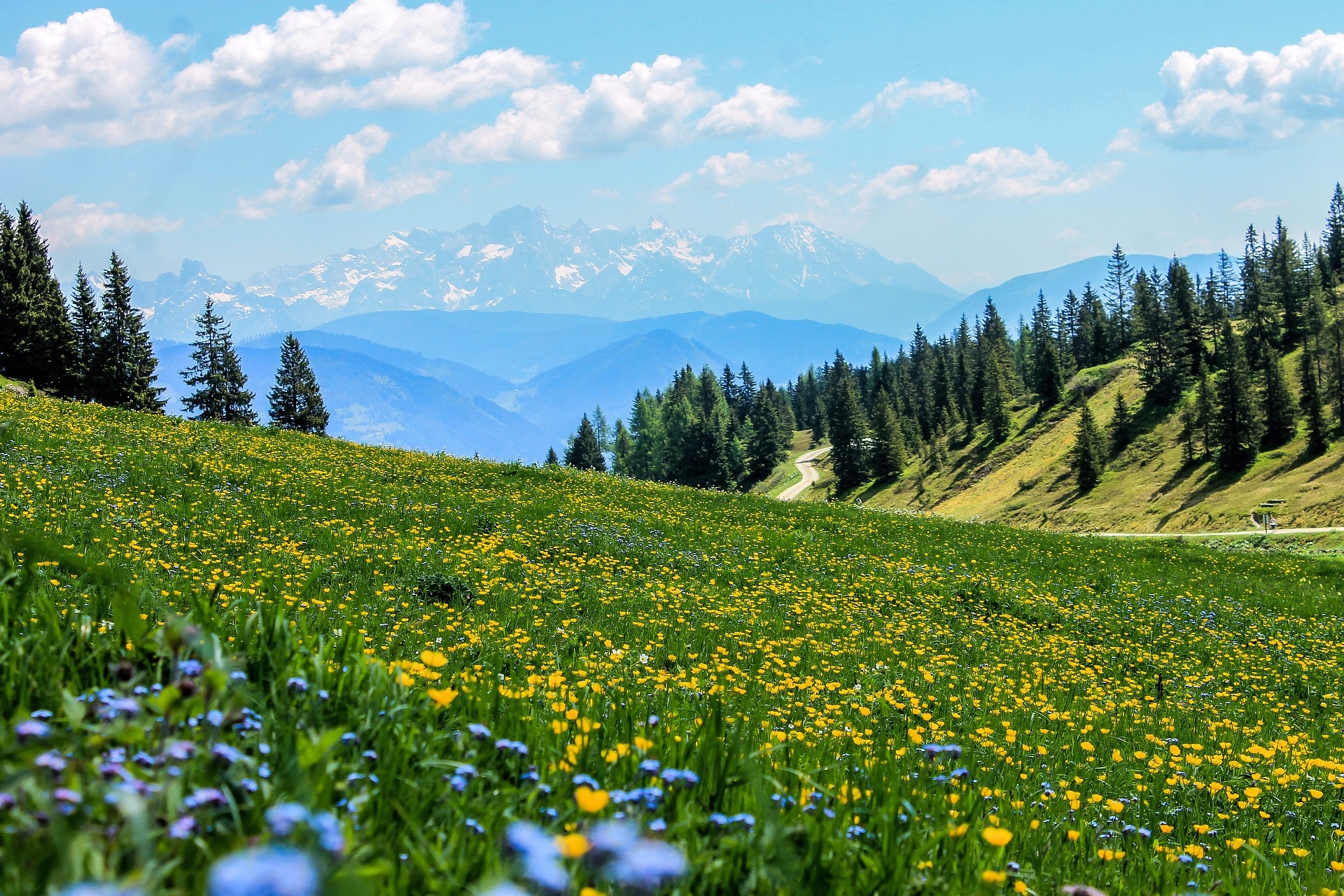 Mountain meadows - NatureSpots App - Let's explore Nature together