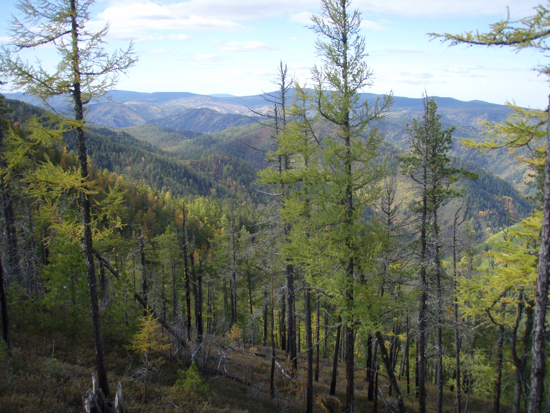 Taiga Biome Boreal Forest - Characteristics, Animal and Plant Adaptations