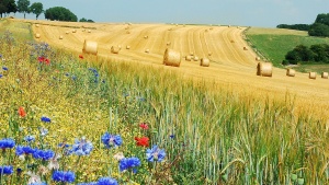 Ackerrandstreifen