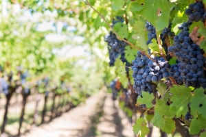 Weingut